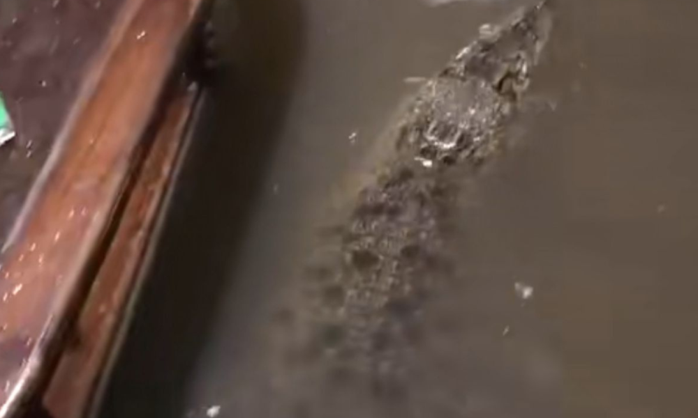 Video Buaya Masuk Rumah saat Banjir di Babelan Ternyata Hoaks!