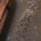 Video Buaya Masuk Rumah saat Banjir di Babelan Ternyata Hoaks!