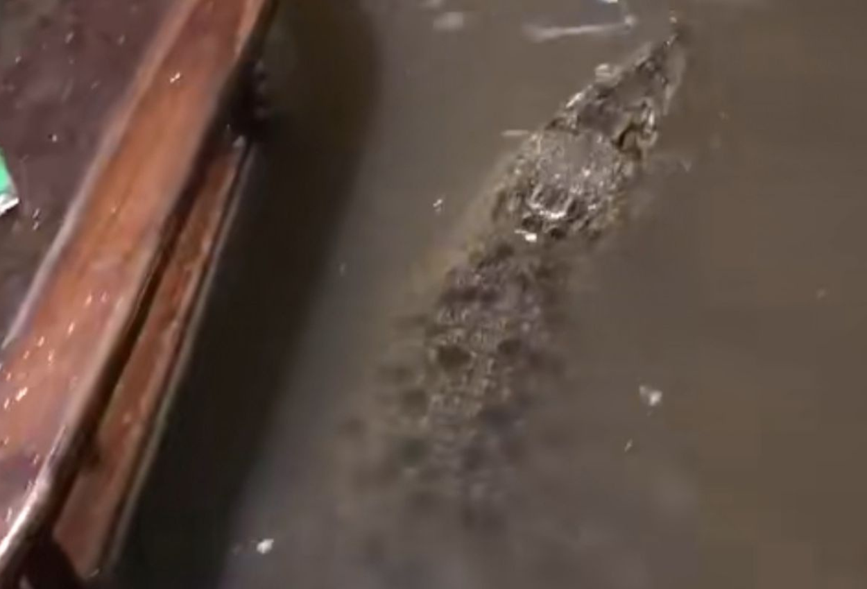 Video Buaya Masuk Rumah saat Banjir di Babelan Ternyata Hoaks!