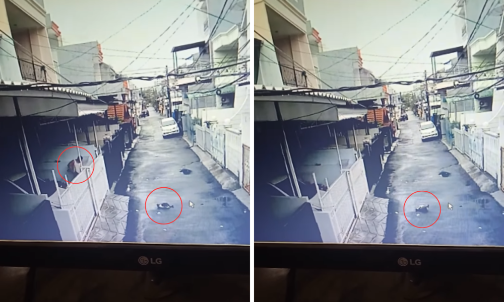 Viral! Pria di Kelapa Gading Tega Tembak Mati Kucing dengan Senapan Angin