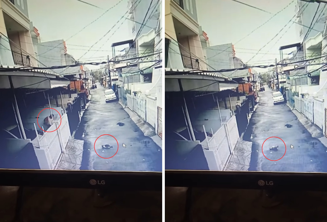 Viral! Pria di Kelapa Gading Tega Tembak Mati Kucing dengan Senapan Angin