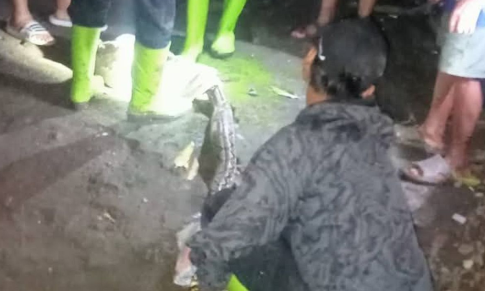 Aksi Heroik Damkar Angkat Ular Sanca 5 Meter dari Rumah Warga di Situbondo