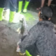 Aksi Heroik Damkar Angkat Ular Sanca 5 Meter dari Rumah Warga di Situbondo
