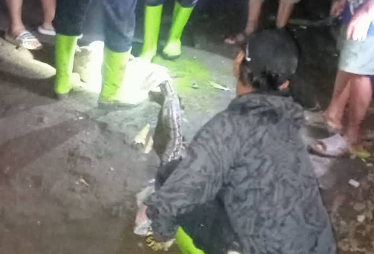 Aksi Heroik Damkar Angkat Ular Sanca 5 Meter dari Rumah Warga di Situbondo