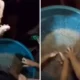 Heboh Fenomena Hujan Jeli Di Gorontalo, Ini Kata Bmkg