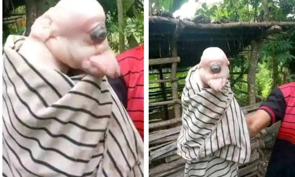 Heboh Soal Anak Babi Bermata Satu Dengan Telinga Mirip Manusia Di Ntt, Begini Kata Dokter Hewan