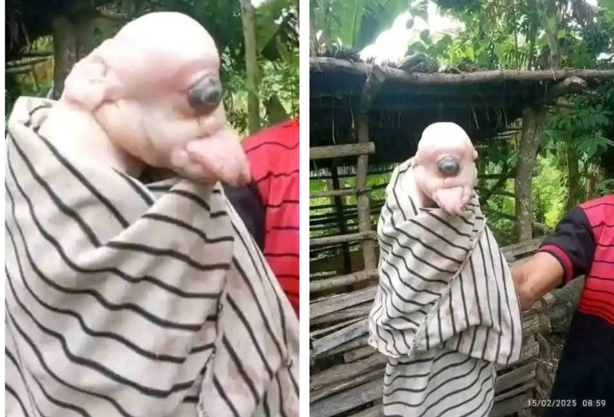 Heboh Soal Anak Babi Bermata Satu Dengan Telinga Mirip Manusia Di Ntt, Begini Kata Dokter Hewan