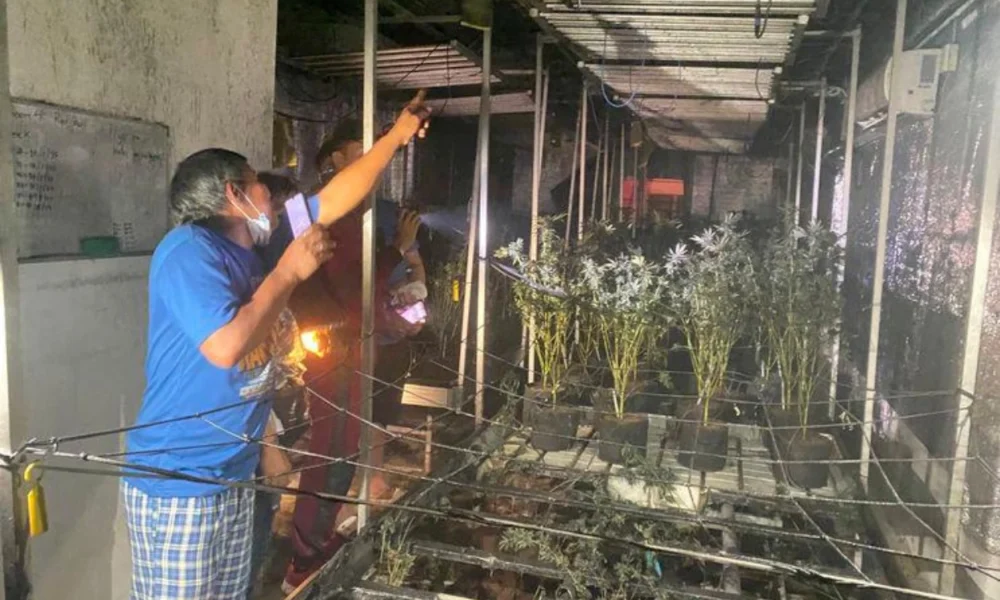 Ladang Ganja Di Thailand Kebakaran, Warga Pusing Hingga Asik Tertawa Sendiri