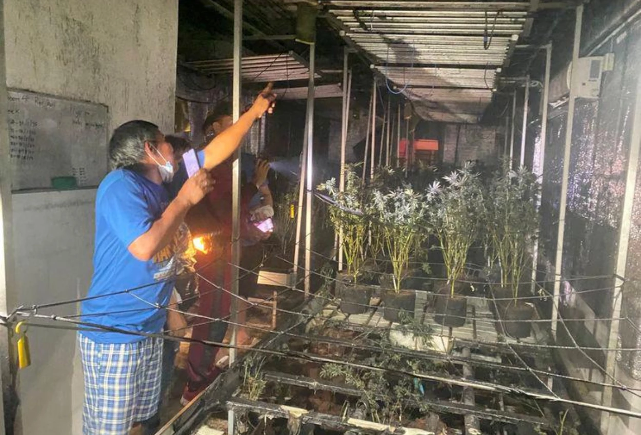 Ladang Ganja Di Thailand Kebakaran, Warga Pusing Hingga Asik Tertawa Sendiri
