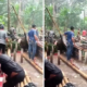 Pohon Aren Tumbang Tewaskan 3 Orang Dan 6 Lainnya Luka Luka Di Karangasem