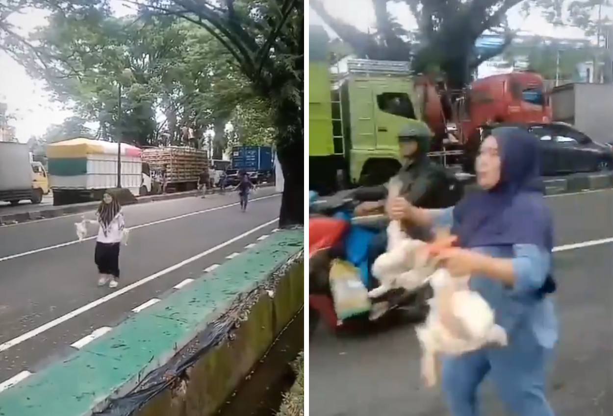 Truk Ayam Terjebak Macet Di Maros, Warga Beramai Ramai Ambil Ayam Potong