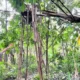 Tiga bocah di cilacap jadi korban ledakan mercon rakitan
