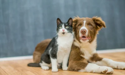 Jakarta gelar vaksinasi rabies gratis april 2025, cek lokasi dan syaratnya!