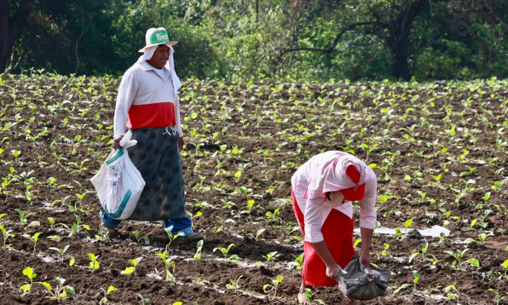Kementan alokasikan rp46,8 triliun pupuk subsidi, segini rincian tiap daerahnya
