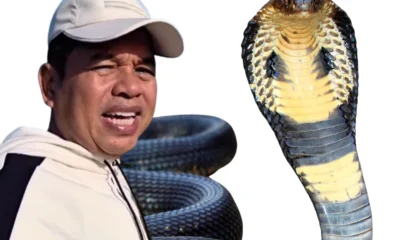Dedi mulyadi ungkap rumahnya dapat kiriman king cobra dua kali