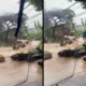 Dinas sda jakarta tanggapi peristiwa tembok gudang yang jebol hingga akibatkan banjir