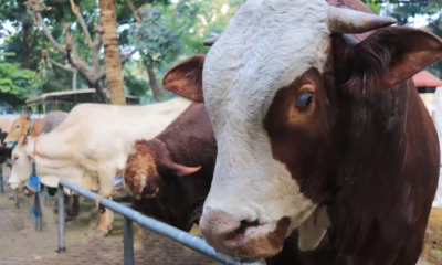 Harga sapi kurban 2025