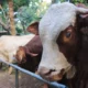 Harga sapi kurban 2025