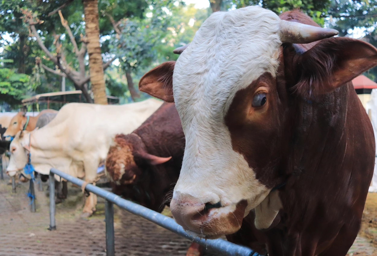 Harga sapi kurban 2025