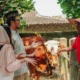 Jangan salah pilih! ini panduan dalam memilih hewan kurban