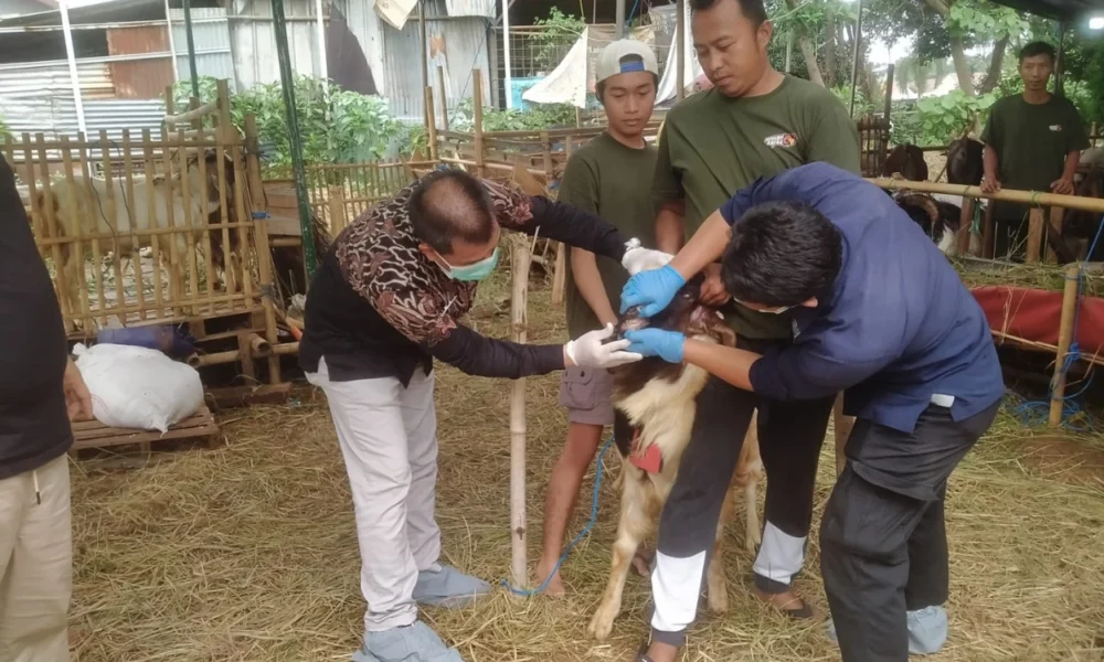 Kpkp jakarta timur periksa kesehatan hewan kurban di kramat jati
