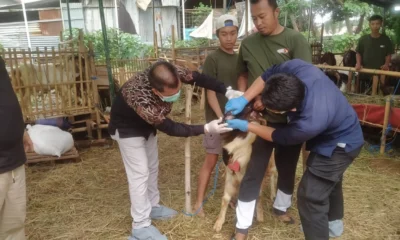 Kpkp jakarta timur periksa kesehatan hewan kurban di kramat jati