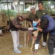 Kpkp jakarta timur periksa kesehatan hewan kurban di kramat jati