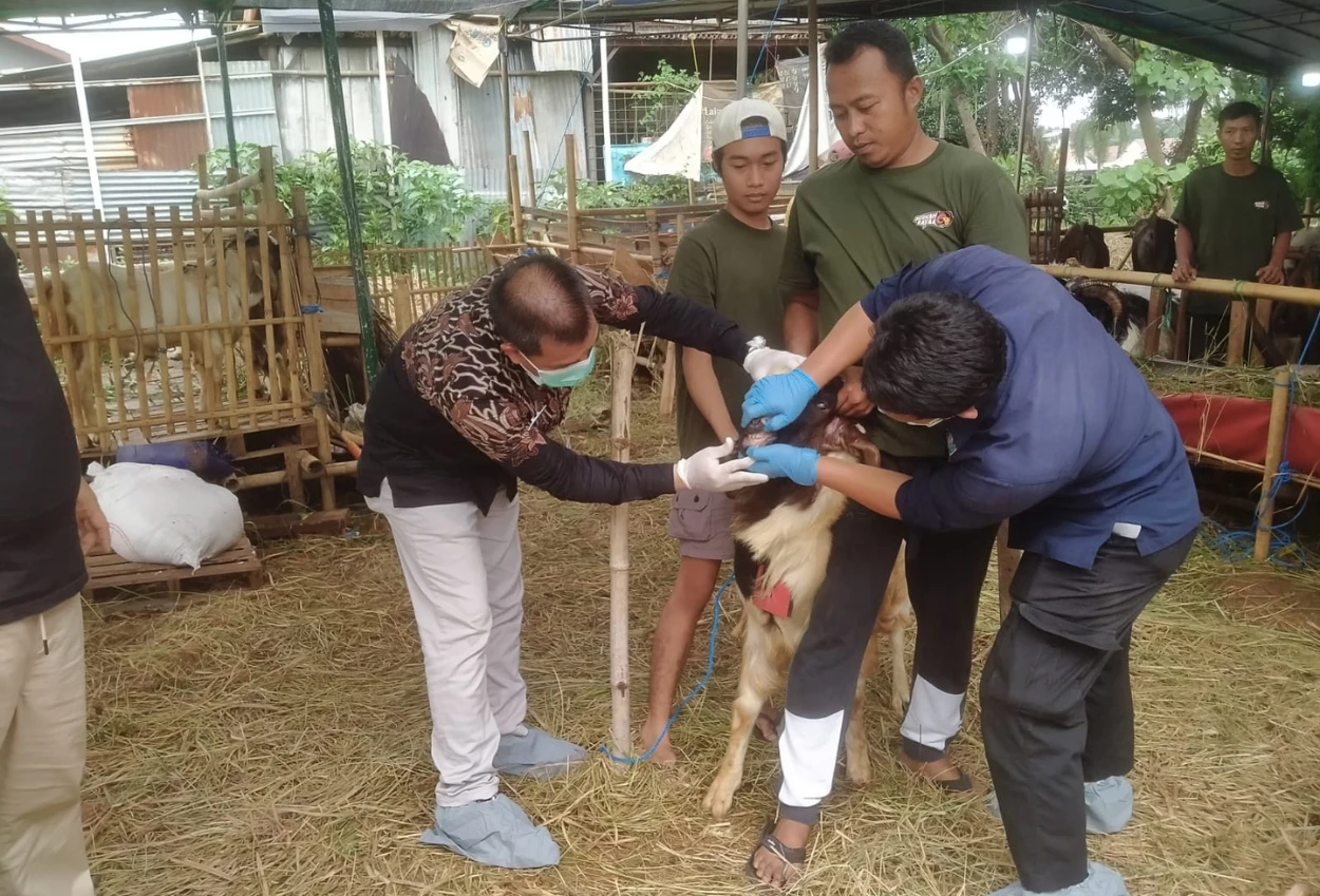 Kpkp jakarta timur periksa kesehatan hewan kurban di kramat jati