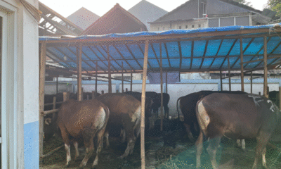 Mpnbagas(1250 x 849 px) mpn 2025 05 06t111557.133