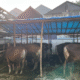 Mpnbagas(1250 x 849 px) mpn 2025 05 06t111557.133