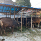 Mpnbagas(1250 x 849 px) mpn 2025 05 06t171330.897