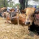 Tak cukup sekadar niat, ini syarat dan tata cara kurban yang sering dilupakan