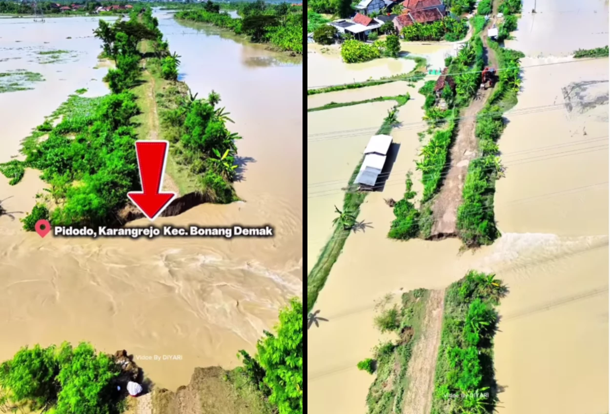 Tanggul sungai tuntang jebol di 4 titik, banjir terjang 10 desa di kabupaten demak