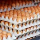 Bgn ungkap butuh 82,9 juta telur per hari untuk program mbg