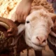 Patungan kurban, apa hukumnya dan bagaimana ketentuannya