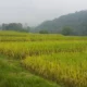 Stok beras nasional tembus 4 ton, mentan tertinggi selama 57 tahun