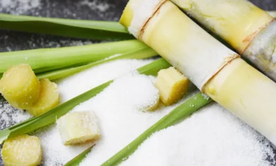 Dukung petani, pemerintah matangkan skema penyerapan gula lokal