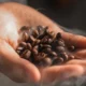 Indonesia catat potensi kerja sama rp5,8 m di clitf 2025 tiongkok, kopi panggang jadi unggulan!