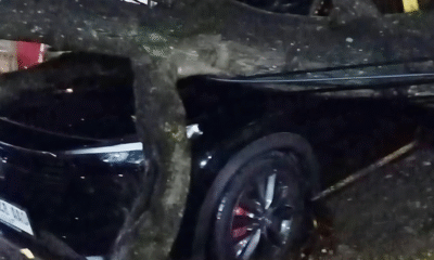 Pohon tumbang di bogor timpa mobil akibat hujan deras dan angin kencang