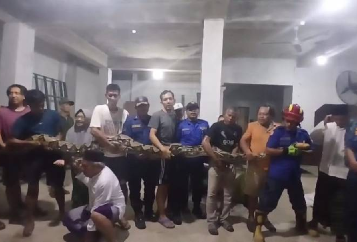 Ular piton seberat 100 kg muncul dari gudang di ciledug, damkar berhasil evakuasi