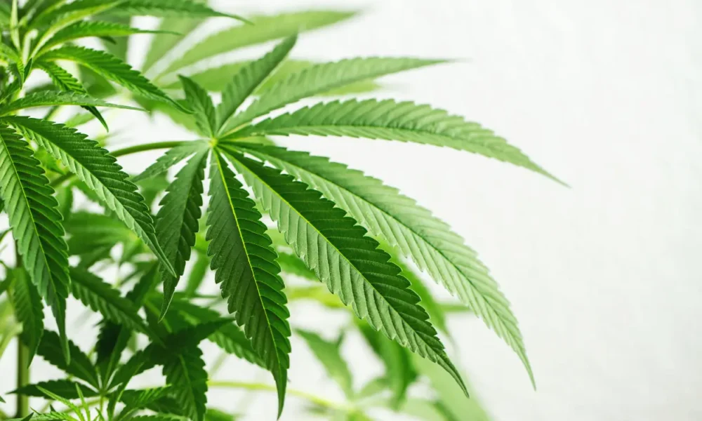Benarkah ganja psikedelik bisa jadi solusi untuk pulihkan trauma