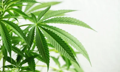 Benarkah ganja psikedelik bisa jadi solusi untuk pulihkan trauma