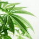 Benarkah ganja psikedelik bisa jadi solusi untuk pulihkan trauma
