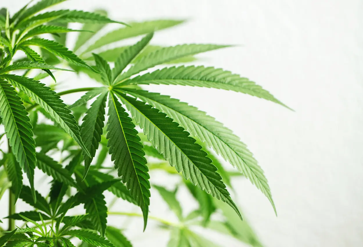 Benarkah ganja psikedelik bisa jadi solusi untuk pulihkan trauma