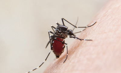 China dilanda virus baru, laporkan 7.000 kasus chikungunya