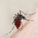 China dilanda virus baru, laporkan 7.000 kasus chikungunya