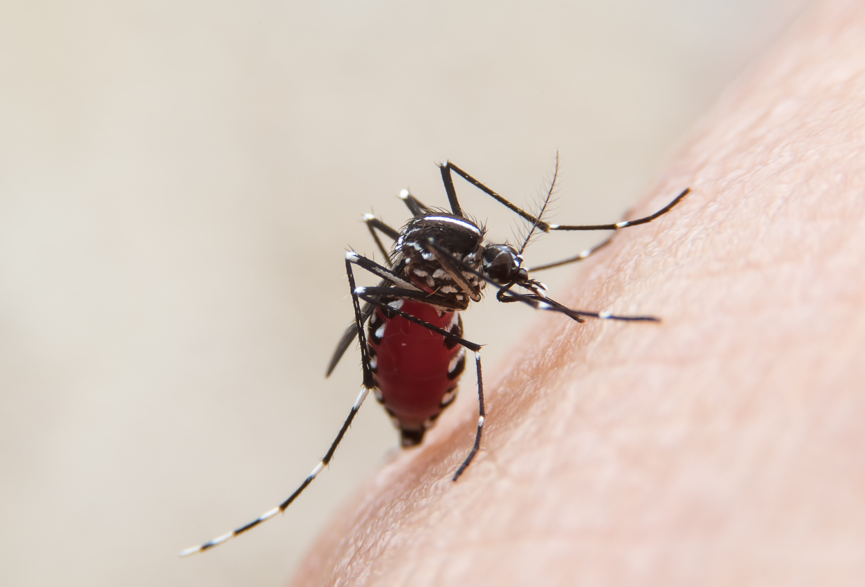 China dilanda virus baru, laporkan 7.000 kasus chikungunya