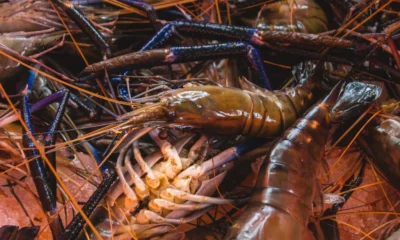 Kkp putus kerja sama lobster dengan vietnam imbas maraknya penyelundupan