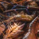 Kkp putus kerja sama lobster dengan vietnam imbas maraknya penyelundupan