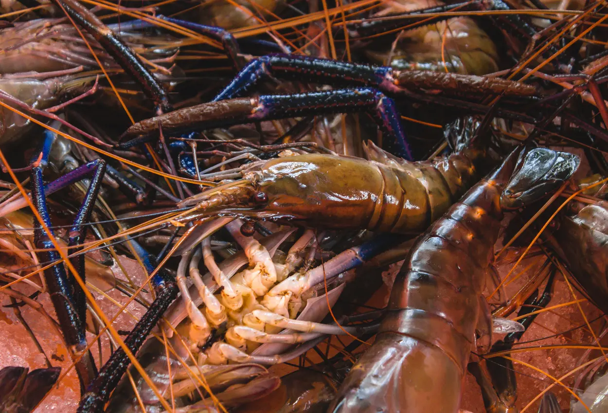 Kkp putus kerja sama lobster dengan vietnam imbas maraknya penyelundupan